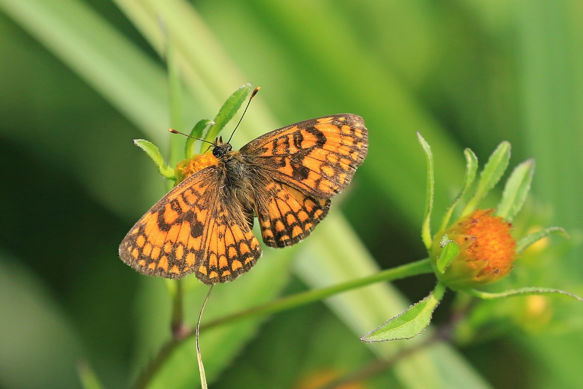 Melitaea celadussa